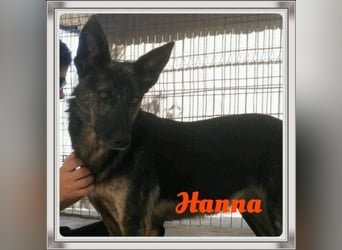 Hanna, seit 2014 im Tierheim