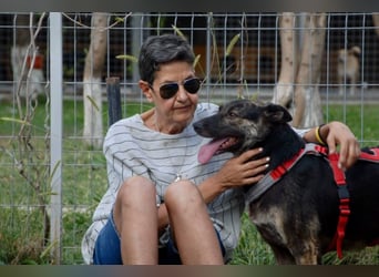 Hanna, seit 2014 im Tierheim