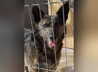 Hanna, seit 2014 im Tierheim