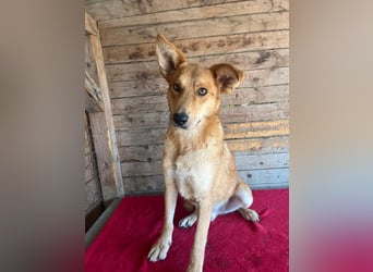 Maxim, Schäferhund-Mix, Rüde, geb. 05.10.2023, ca. 52 cm, 15 kg