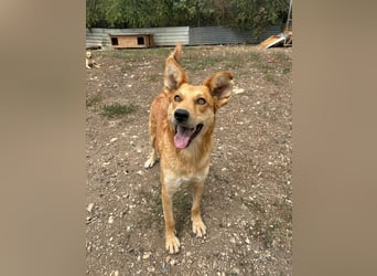 Maxim, Schäferhund-Mix, Rüde, geb. 05.10.2023, ca. 52 cm, 15 kg