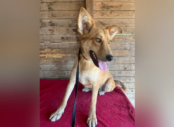 Maxim, Schäferhund-Mix, Rüde, geb. 05.10.2023, ca. 52 cm, 15 kg
