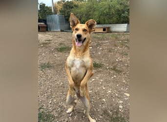 Maxim, Schäferhund-Mix, Rüde, geb. 05.10.2023, ca. 52 cm, 15 kg