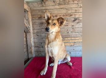 Maxim, Schäferhund-Mix, Rüde, geb. 05.10.2023, ca. 52 cm, 15 kg