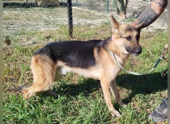 ❤️ GERSON ❤️