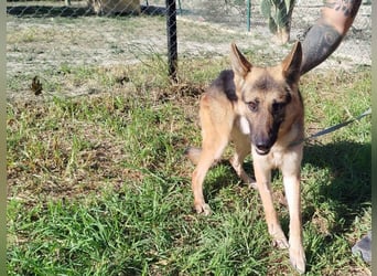 ❤️ GERSON ❤️