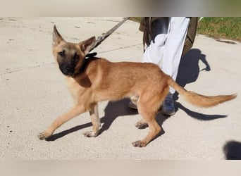 ❤️ CHACAL ❤️