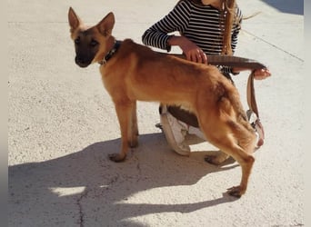 ❤️ CHACAL ❤️