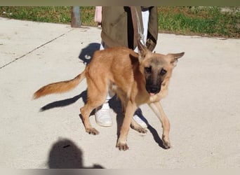 ❤️ CHACAL ❤️