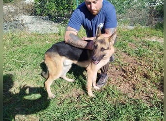 ❤️ GERSON ❤️