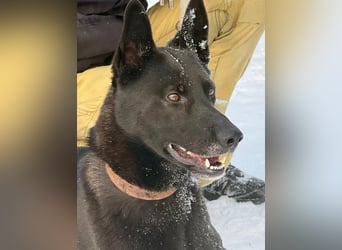 Lady Mesi, ein Rohdiamant , hat leider Ihr Zuhause verloren !