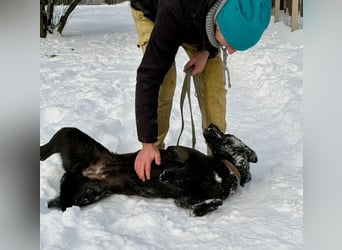 Lady Mesi, ein Rohdiamant , hat leider Ihr Zuhause verloren !