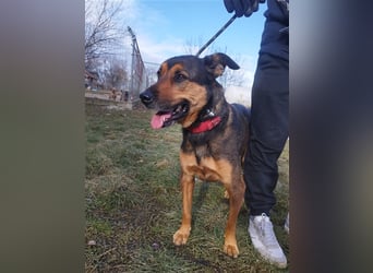 Lady, eine große Schäferhund-Dame sucht ihr Glück !