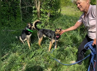 Pityke hat in seinem Leben schon schreckliche Erfahrungen mit Menschen gemacht !