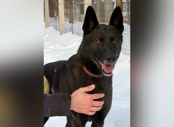 Lady Mesi, ein Rohdiamant , hat leider Ihr Zuhause verloren !