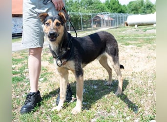 Pityke hat in seinem Leben schon schreckliche Erfahrungen mit Menschen gemacht !