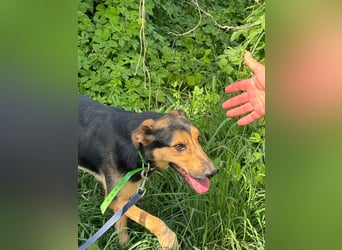 Pityke hat in seinem Leben schon schreckliche Erfahrungen mit Menschen gemacht !