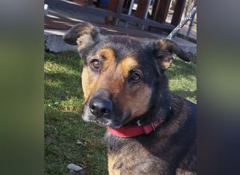 Lady, eine große Schäferhund-Dame sucht ihr Glück !