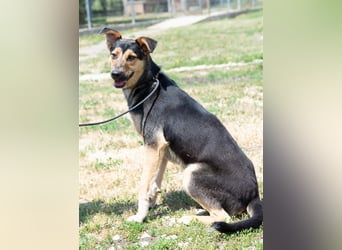 Pityke hat in seinem Leben schon schreckliche Erfahrungen mit Menschen gemacht !