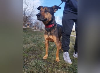 Lady, eine große Schäferhund-Dame sucht ihr Glück !