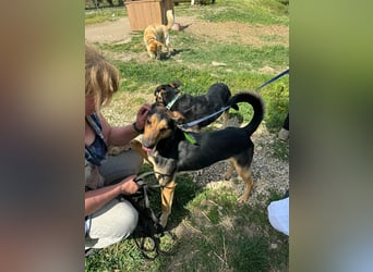 Pityke hat in seinem Leben schon schreckliche Erfahrungen mit Menschen gemacht !