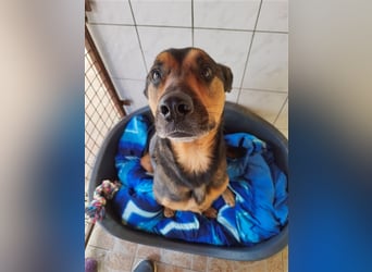 Lady, eine große Schäferhund-Dame sucht ihr Glück !