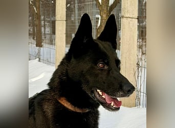 Lady Mesi, ein Rohdiamant , hat leider Ihr Zuhause verloren !