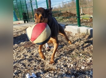 Lady, eine große Schäferhund-Dame sucht ihr Glück !