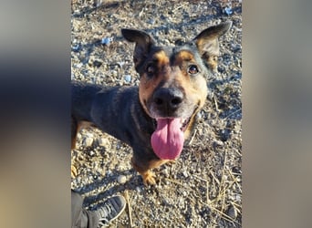Lady, eine große Schäferhund-Dame sucht ihr Glück !