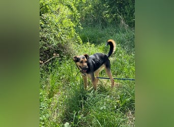 Pityke hat in seinem Leben schon schreckliche Erfahrungen mit Menschen gemacht !