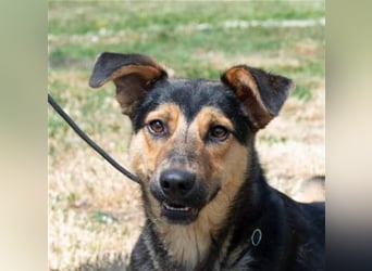 Pityke hat in seinem Leben schon schreckliche Erfahrungen mit Menschen gemacht !