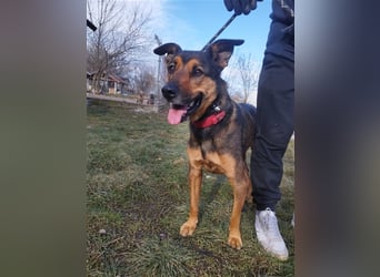 Lady, eine große Schäferhund-Dame sucht ihr Glück !