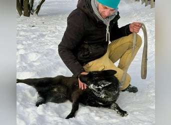 Lady Mesi, ein Rohdiamant , hat leider Ihr Zuhause verloren !