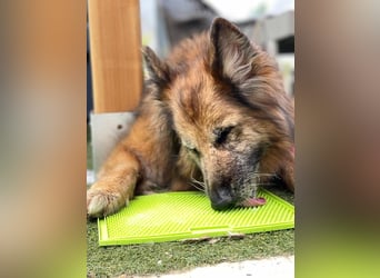 Saba (Spanien) – liebevolle Seniorin sucht ihren ruhigen Platz