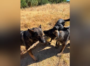 Morgan (Spanien)  – eine sanfte und flauschige Seniorin sucht ihre Ruheoase