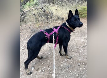 Kira (Spanien) – Powerhündin sucht ihre Familie