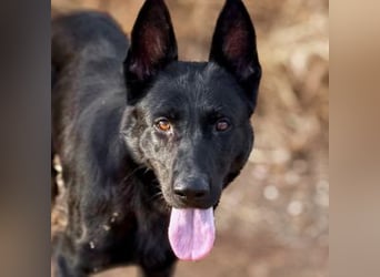 Kira (Spanien) – Powerhündin sucht ihre Familie