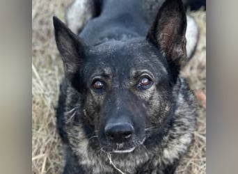 Nina (Spanien) – eine genügsame Schäferhund-Hündin
