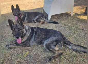 Morgan (Spanien)  – eine sanfte und flauschige Seniorin sucht ihre Ruheoase