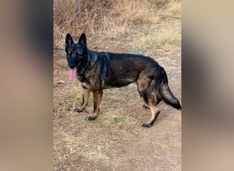 Morgan (Spanien)  – eine sanfte und flauschige Seniorin sucht ihre Ruheoase