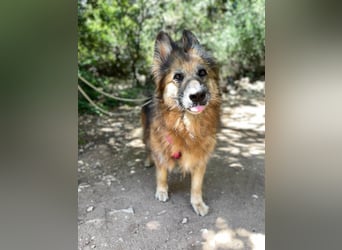 Saba (Spanien) – liebevolle Seniorin sucht ihren ruhigen Platz