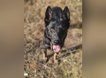 Kira (Spanien) – Powerhündin sucht ihre Familie