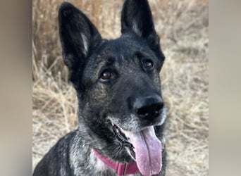 Morgan (Spanien)  – eine sanfte und flauschige Seniorin sucht ihre Ruheoase