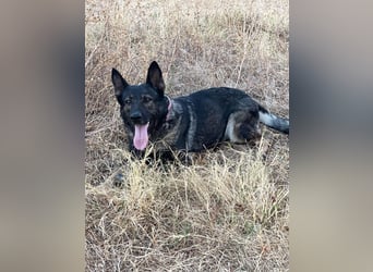 Nina (Spanien) – eine genügsame Schäferhund-Hündin