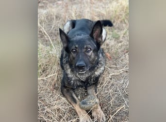 Nina (Spanien) – eine genügsame Schäferhund-Hündin
