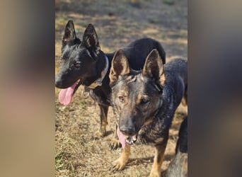 Nina (Spanien) – eine genügsame Schäferhund-Hündin