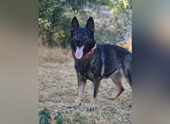 Nina (Spanien) – eine genügsame Schäferhund-Hündin