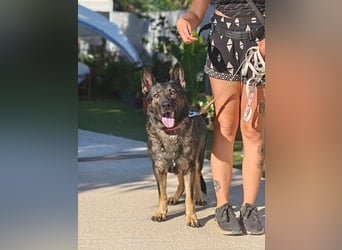 Nina (Spanien) – eine genügsame Schäferhund-Hündin