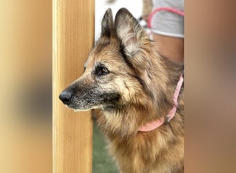 Saba (Spanien) – liebevolle Seniorin sucht ihren ruhigen Platz