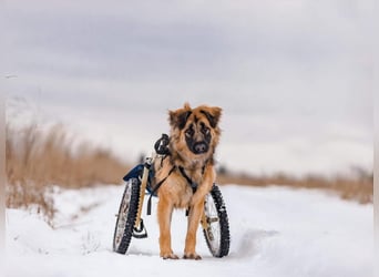 Besonderer Enger sucht seine Familie